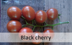 Black cherry
